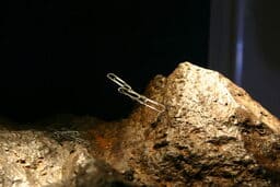 Magnetite_lodestone_klein